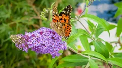 Plant deze struik in februari en hij is in het voorjaar de eerste magneet voor bijen en vlinders
